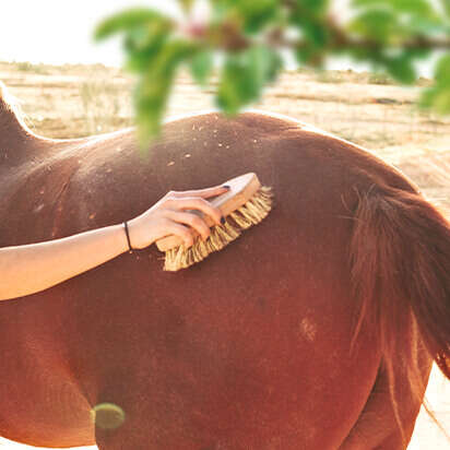 pferdepflege bubblenavibild